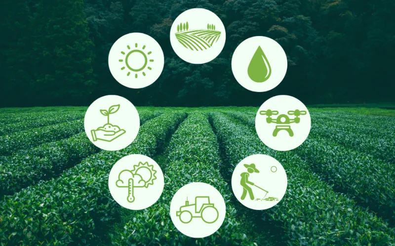 Site para agroindústria no Paraná criado pela AlgoEx, com design responsivo e foco no agronegócio